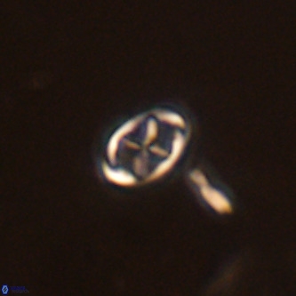 Neochiastozygus modestus VR 01609