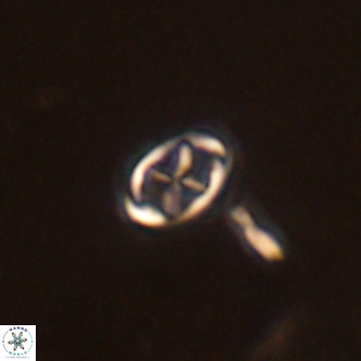 Neochiastozygus modestus VR 01609