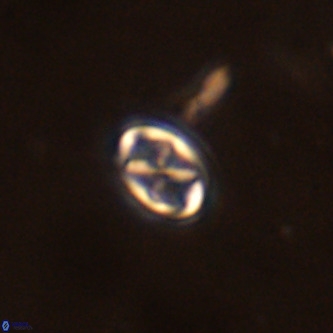 Neochiastozygus modestus VR 01610