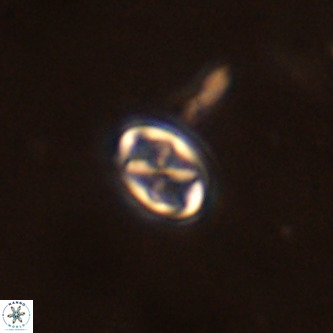 Neochiastozygus modestus VR 01610