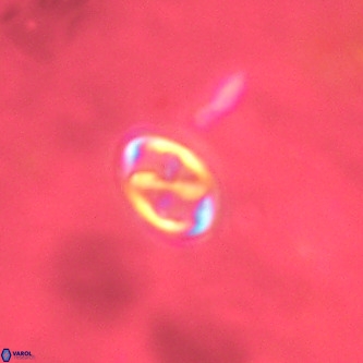 Neochiastozygus modestus VR 01612