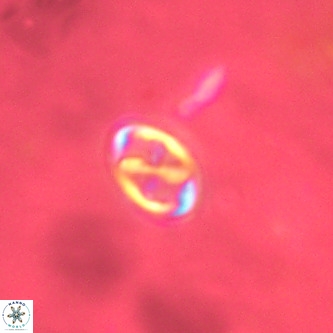 Neochiastozygus modestus VR 01612