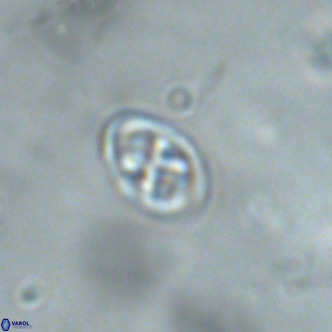 Neochiastozygus modestus VR 01614