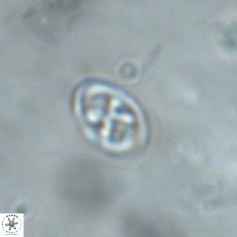Neochiastozygus modestus VR 01614