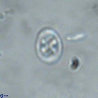 Neochiastozygus modestus VR 01615