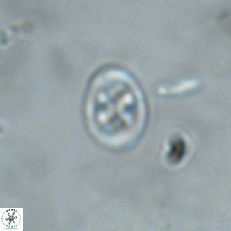 Neochiastozygus modestus VR 01615