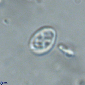 Neochiastozygus modestus VR 01617