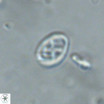 Neochiastozygus modestus VR 01617