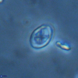 Neochiastozygus modestus VR 01618