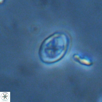 Neochiastozygus modestus VR 01618