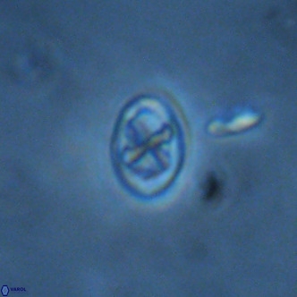 Neochiastozygus modestus VR 01619