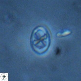 Neochiastozygus modestus VR 01619
