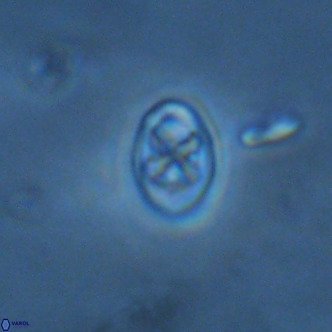 Neochiastozygus modestus VR 01620
