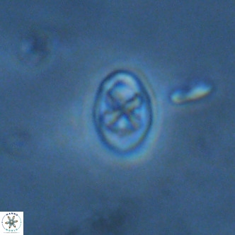 Neochiastozygus modestus VR 01620