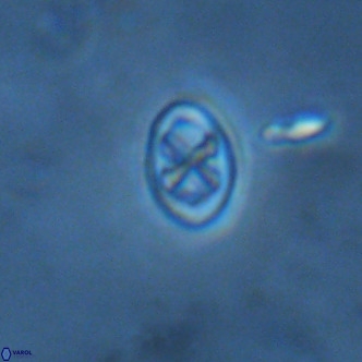 Neochiastozygus modestus VR 01621