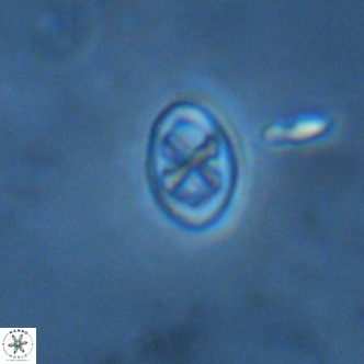 Neochiastozygus modestus VR 01621