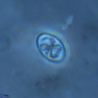 Neochiastozygus modestus VR 01622