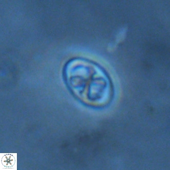 Neochiastozygus modestus VR 01622