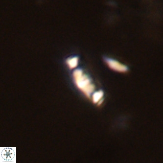 Neochiastozygus modestus VR 01623