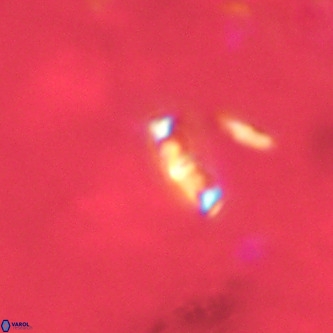 Neochiastozygus modestus VR 01624