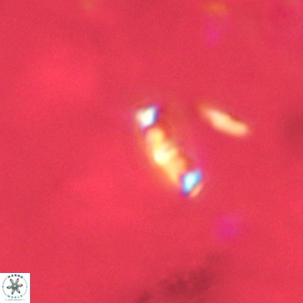 Neochiastozygus modestus VR 01624