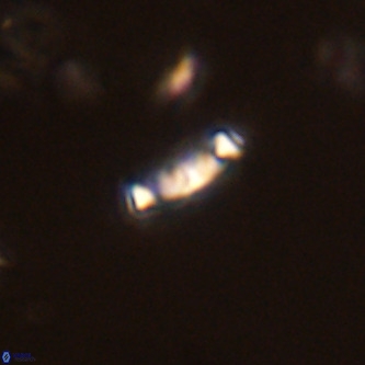 Neochiastozygus modestus VR 01627