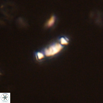 Neochiastozygus modestus VR 01627