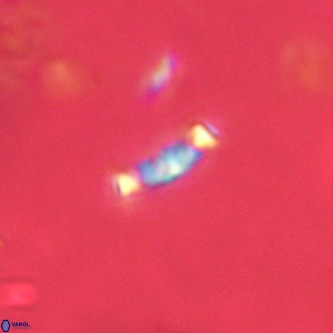 Neochiastozygus modestus VR 01628