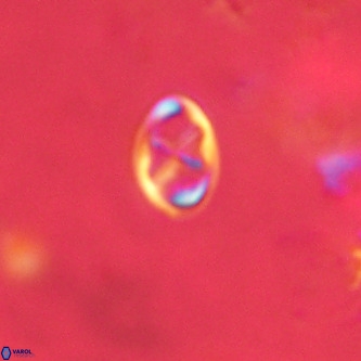 Neochiastozygus modestus VR 01630