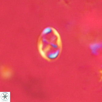 Neochiastozygus modestus VR 01630