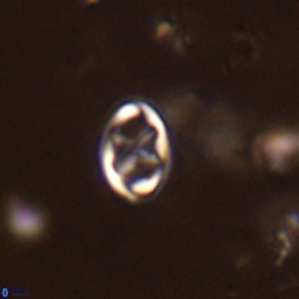 Neochiastozygus modestus VR 01631