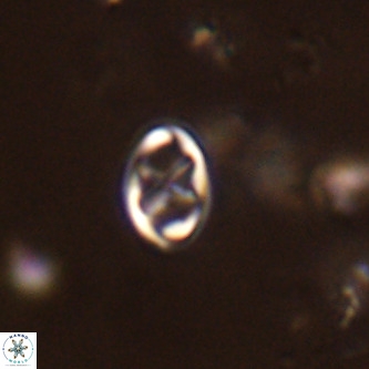 Neochiastozygus modestus VR 01631