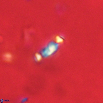 Neochiastozygus modestus VR 01639
