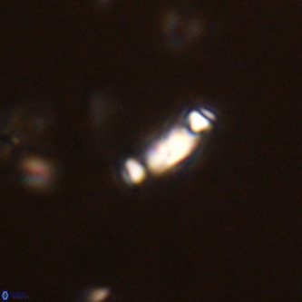 Neochiastozygus modestus VR 01640
