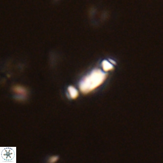 Neochiastozygus modestus VR 01640