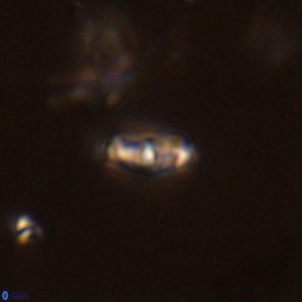 Neochiastozygus modestus VR 01647