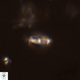 Neochiastozygus modestus VR 01647