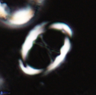 Neochiastozygus neojunctus 23211