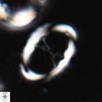Neochiastozygus neojunctus 23211