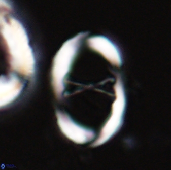 Neochiastozygus neojunctus 23212