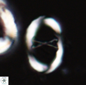 Neochiastozygus neojunctus 23212