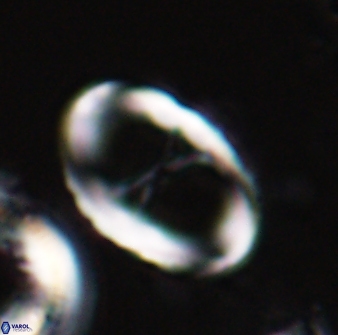 Neochiastozygus neojunctus 23215