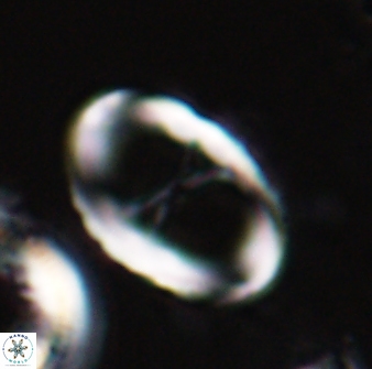 Neochiastozygus neojunctus 23215