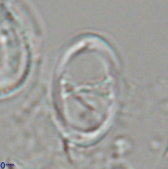 Neochiastozygus neojunctus 23216