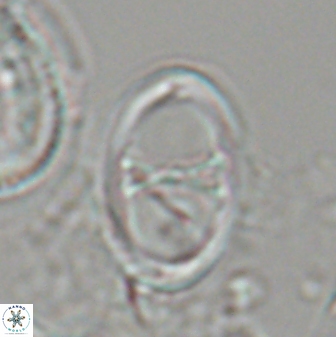 Neochiastozygus neojunctus 23216