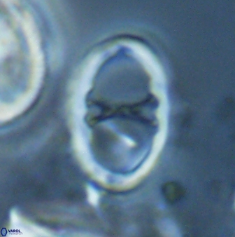Neochiastozygus neojunctus 23217