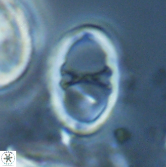 Neochiastozygus neojunctus 23217