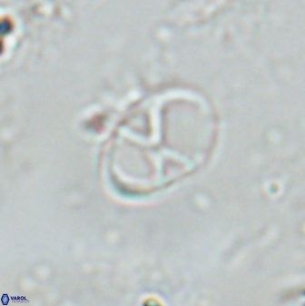 Neochiastozygus perfectus 25609