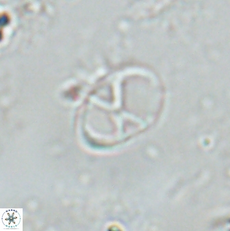 Neochiastozygus perfectus 25609