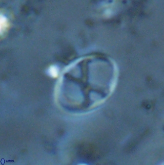 Neochiastozygus perfectus 25610